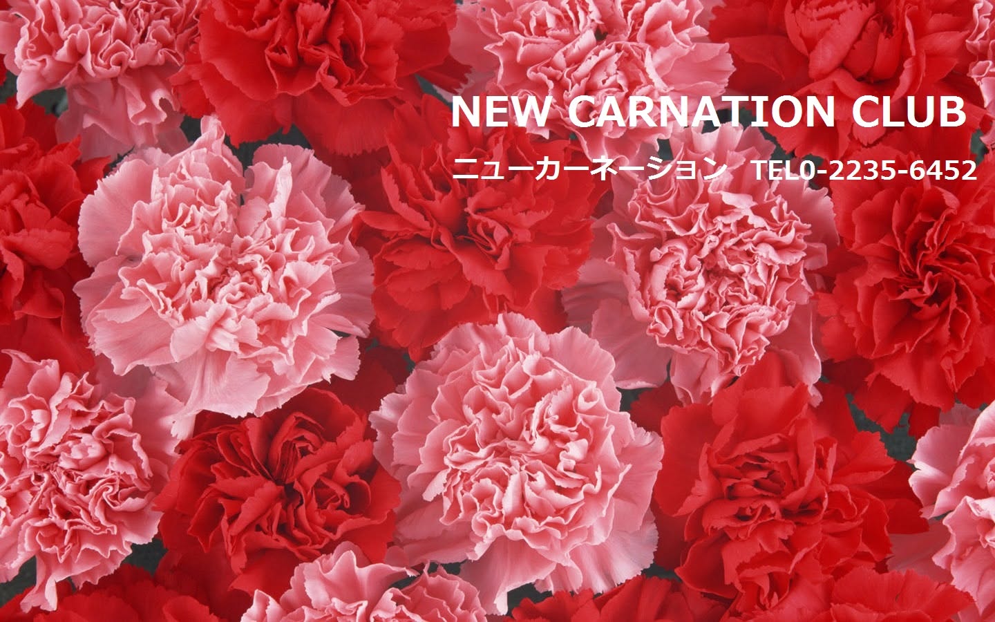 Carnation Club photo 5