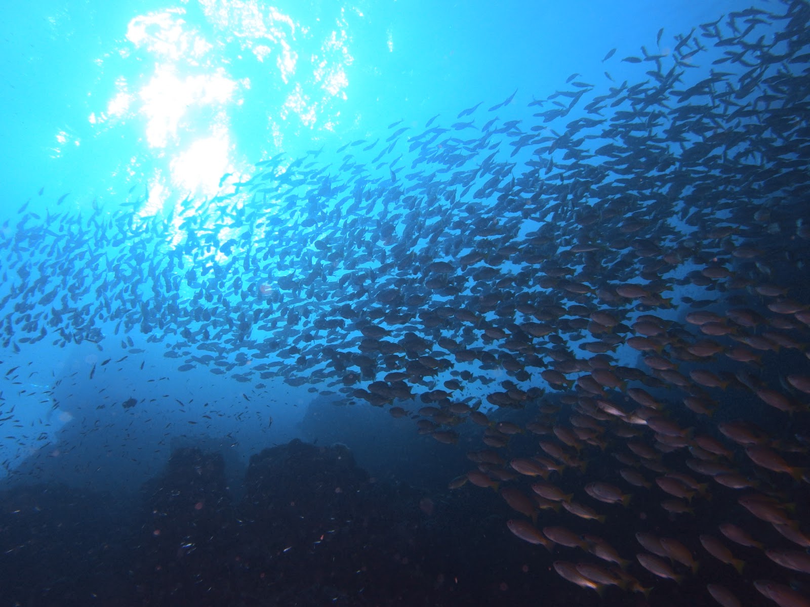 GOGO DIVERS photo 6