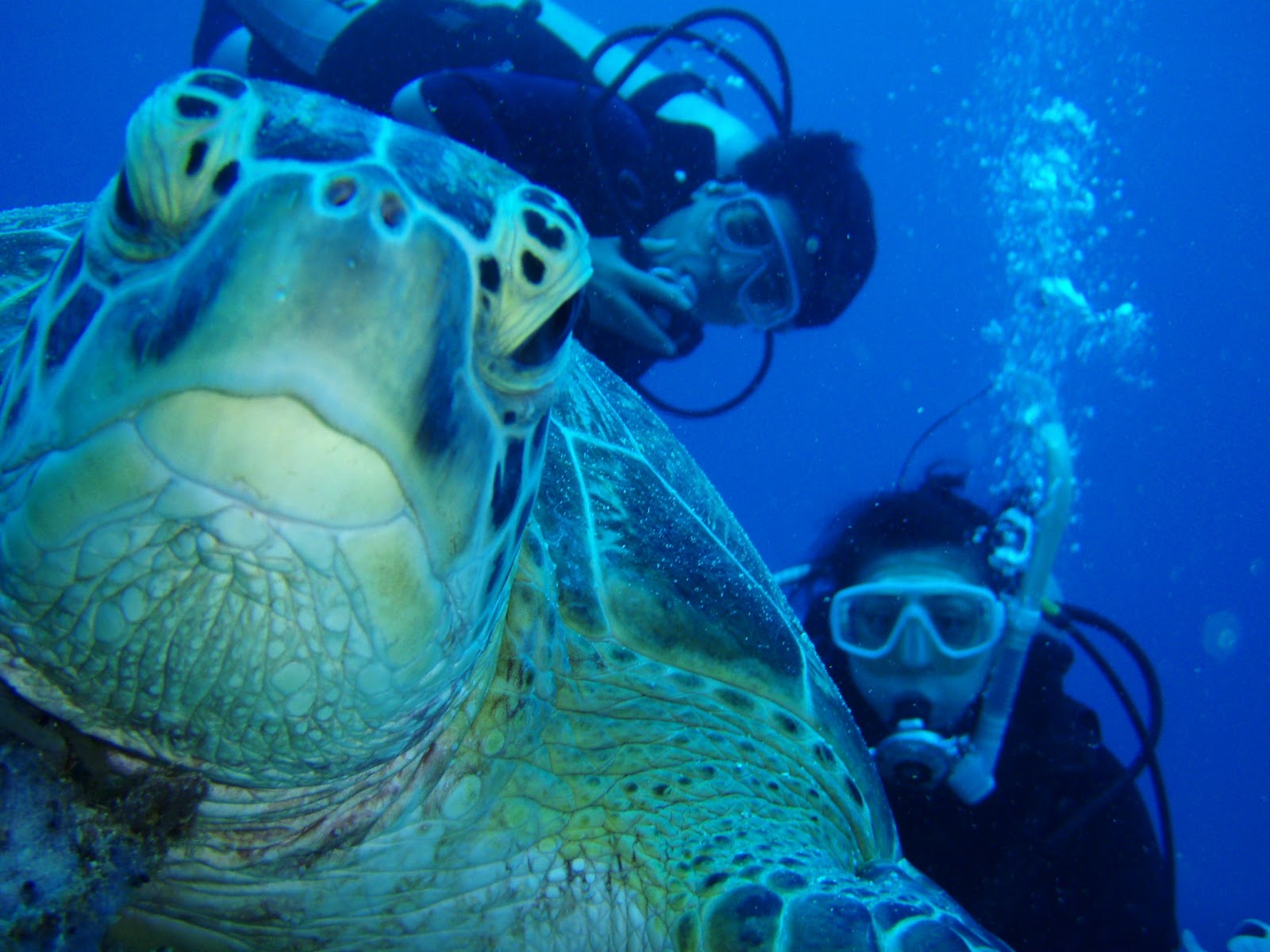 GOGO DIVERS photo 8