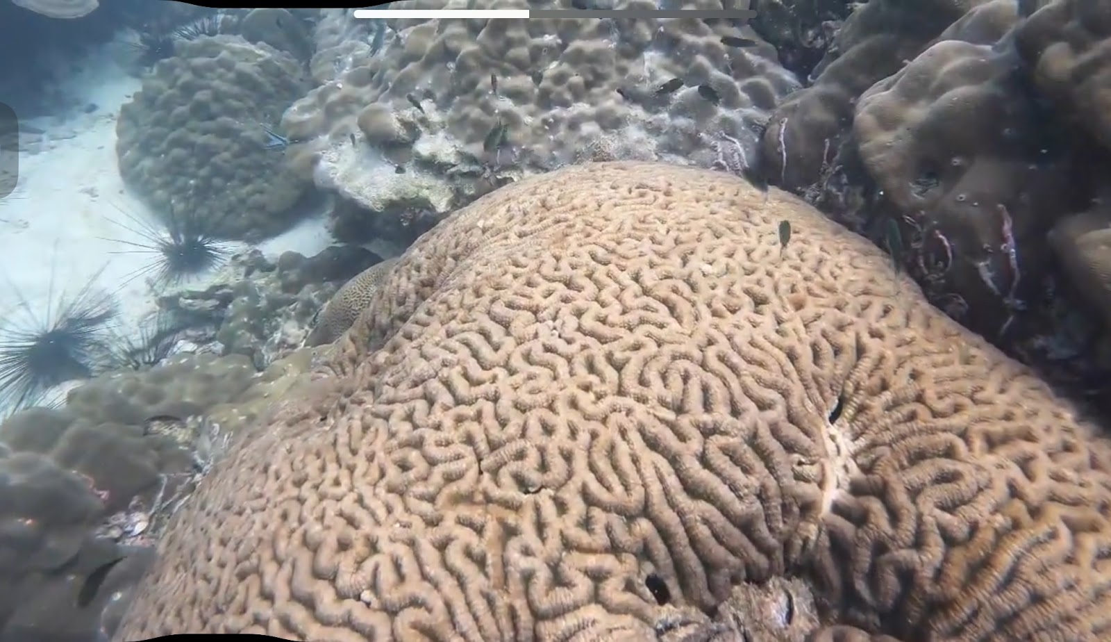 GOGO DIVERS photo 5