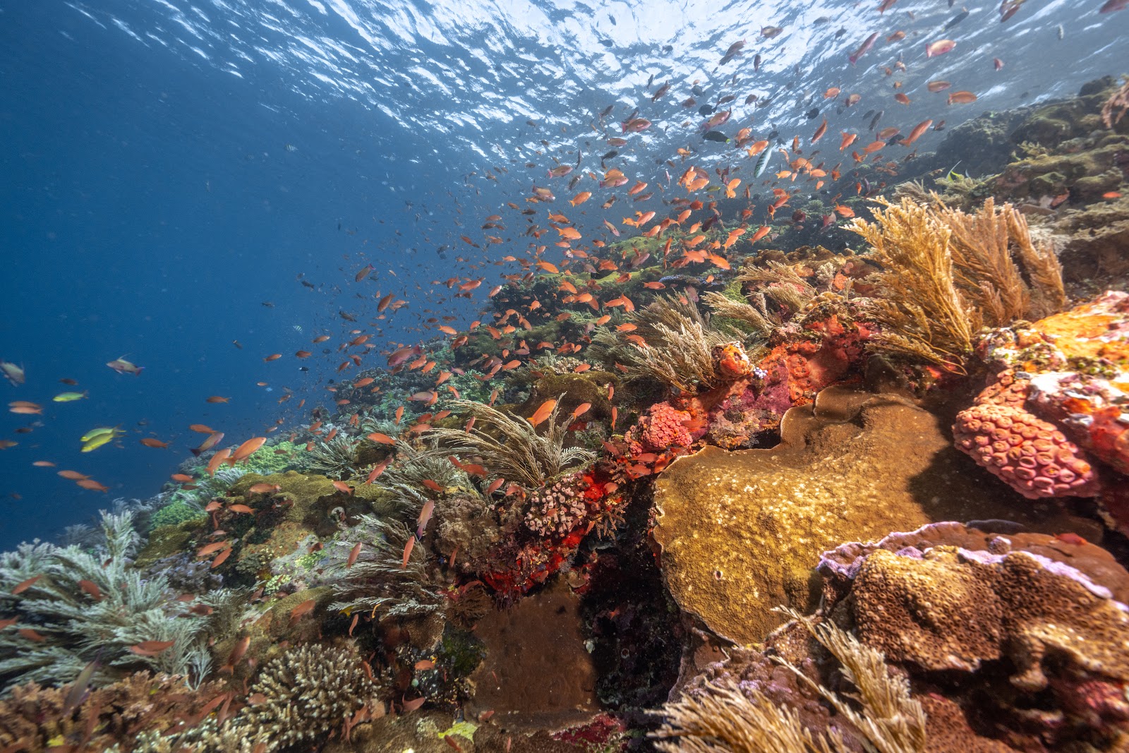 GOGO DIVERS photo 2