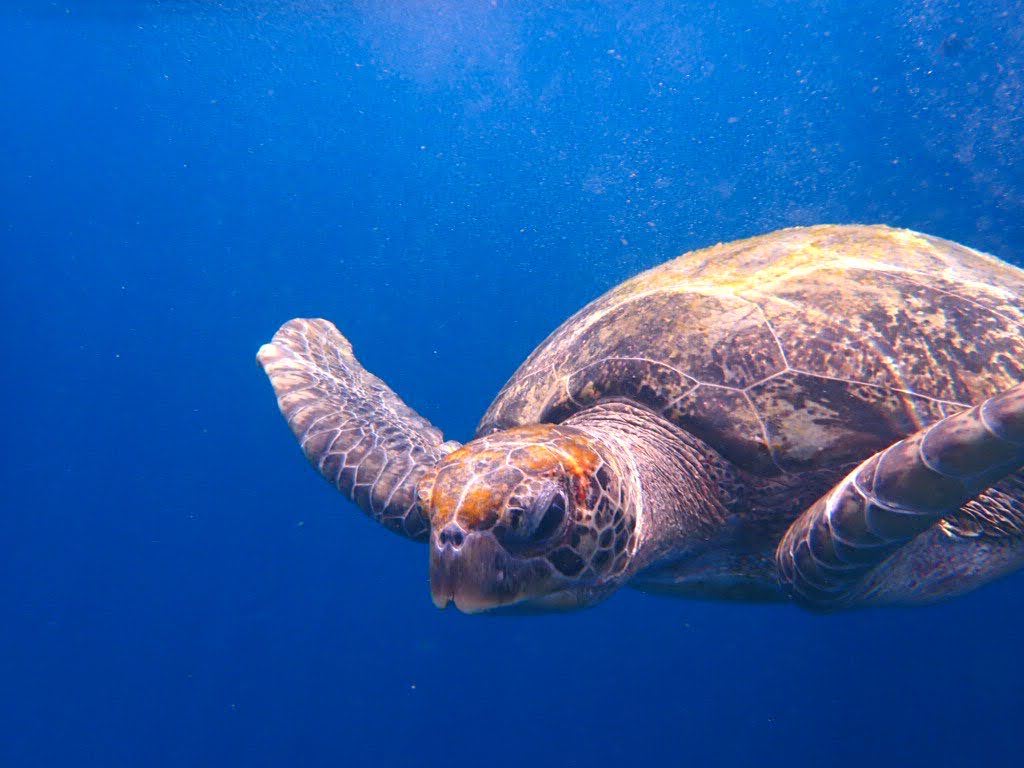 GOGO DIVERS photo 10