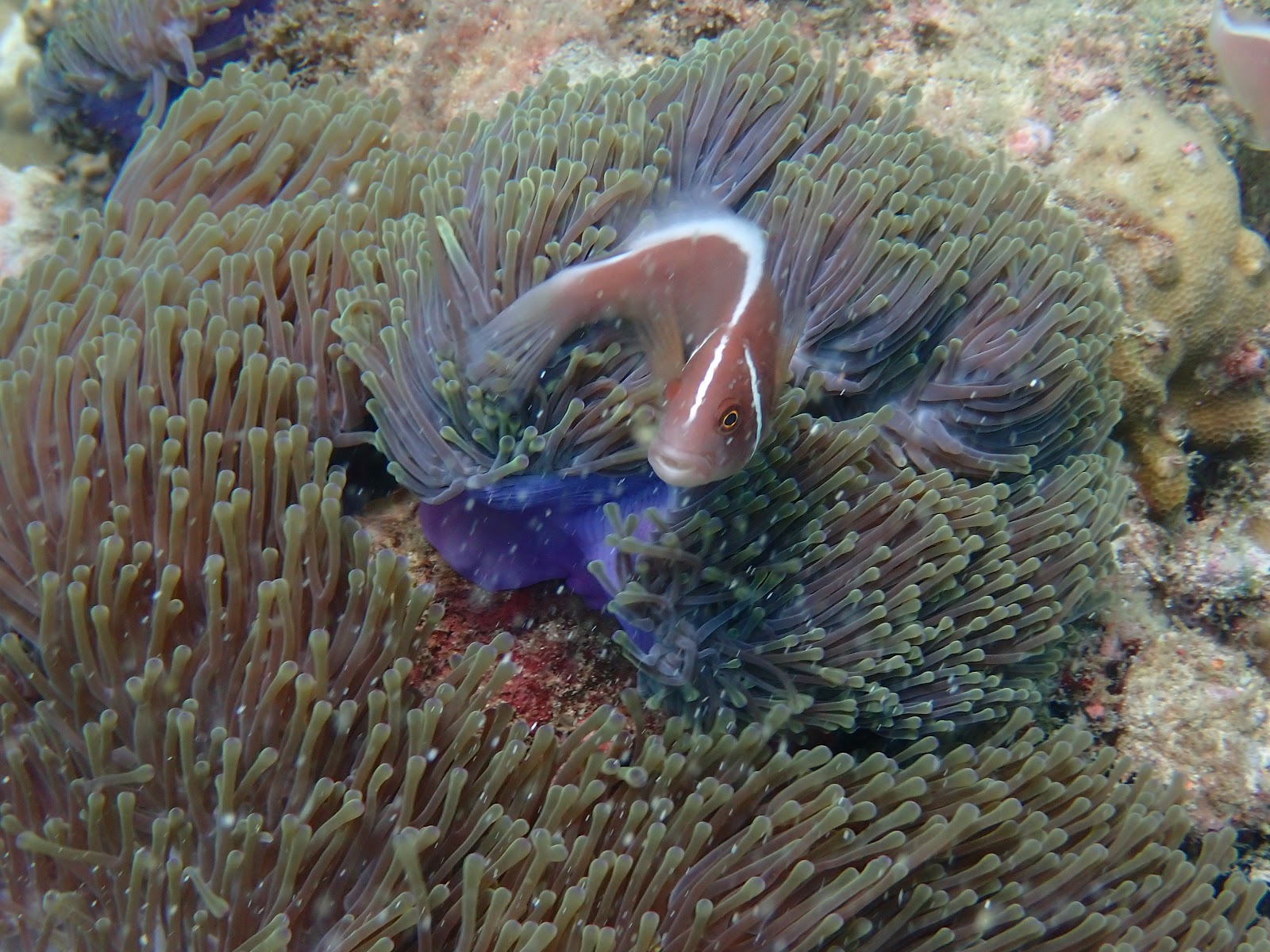 GOGO DIVERS photo 7